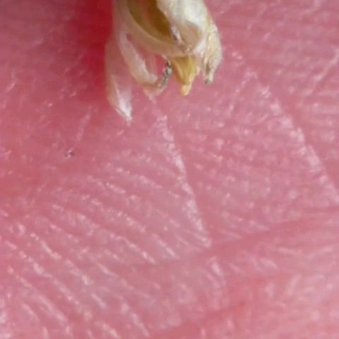 Trichome Orchards growlog photo: Found on Ringz of Saturn.
Checked all other plants couldn't find anymore..