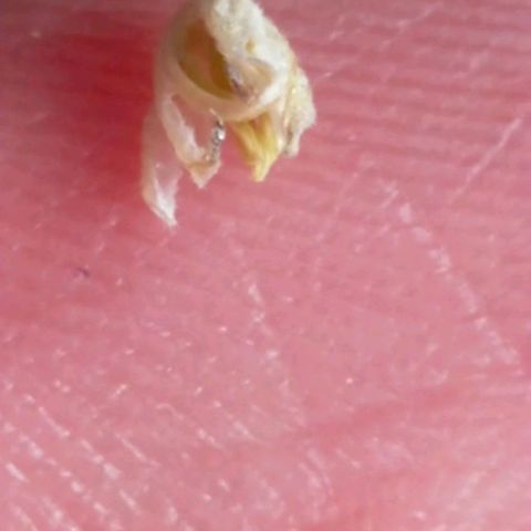 Trichome Orchards growlog photo: Found on Ringz of Saturn.
Checked all other plants couldn't find anymore..