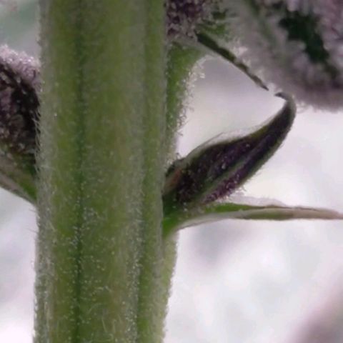 Trichome Orchards growlog photo: Found on Ringz of Saturn.
Checked all other plants couldn't find anymore..