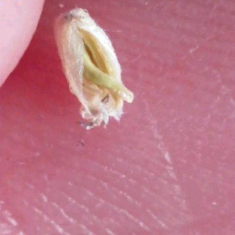 Trichome Orchards growlog photo: Found on Ringz of Saturn.
Checked all other plants couldn't find anymore..