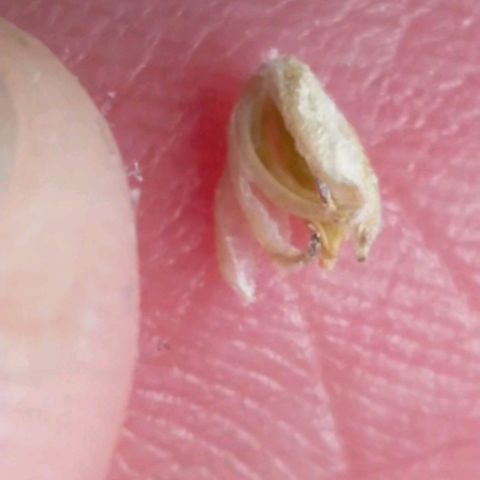 Trichome Orchards growlog photo: Found on Ringz of Saturn.
Checked all other plants couldn't find anymore..