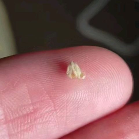 Trichome Orchards growlog photo: Found on Ringz of Saturn.
Checked all other plants couldn't find anymore..