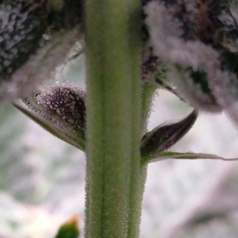 Trichome Orchards growlog photo: Found on Ringz of Saturn.
Checked all other plants couldn't find anymore..