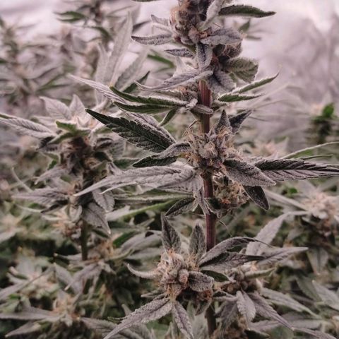 Trichome Orchards growlog photo: Pauly walnuts