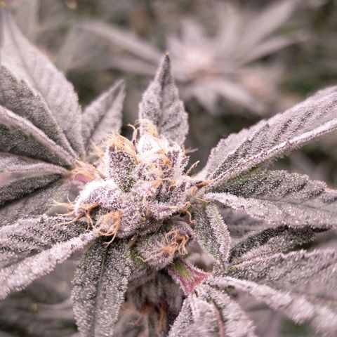 Trichome Orchards growlog photo: Pauly walnuts