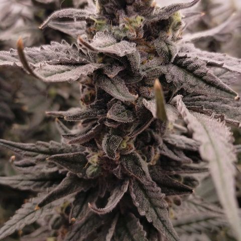 Trichome Orchards growlog photo: Ringz of Saturn 