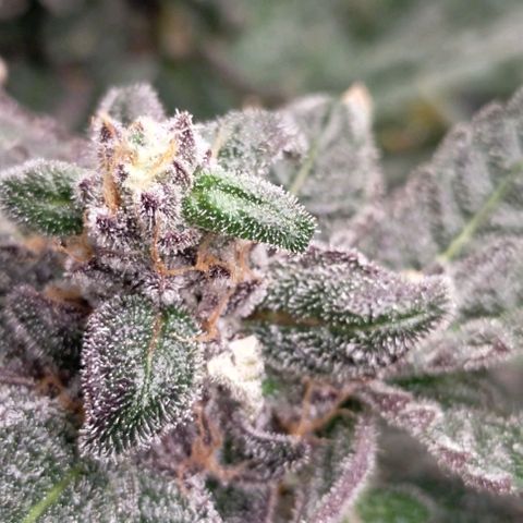 Trichome Orchards growlog photo: Ringz of Saturn 