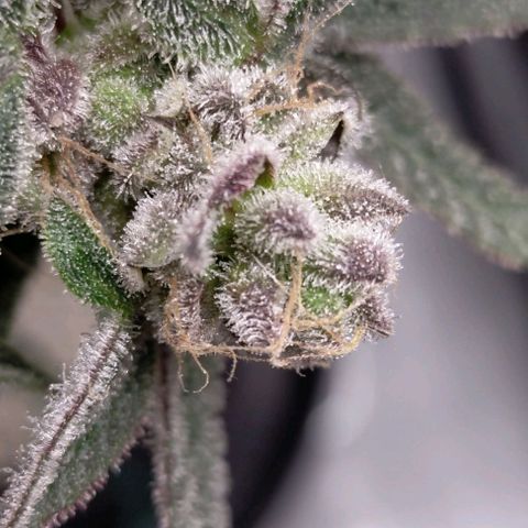 Trichome Orchards growlog photo: Rainbow Fritters #1