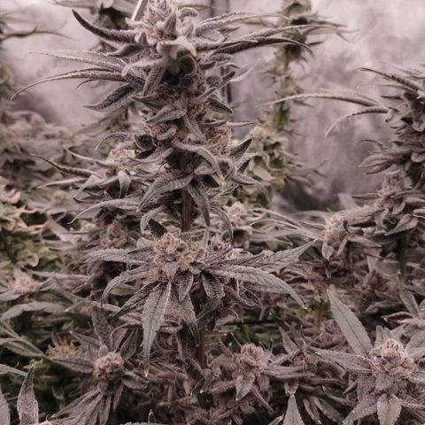 Trichome Orchards growlog photo: Rainbow Fritters #1
