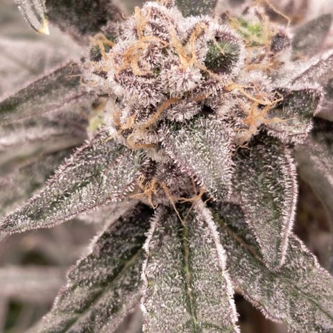 Trichome Orchards growlog photo: Rainbow Fritters #1