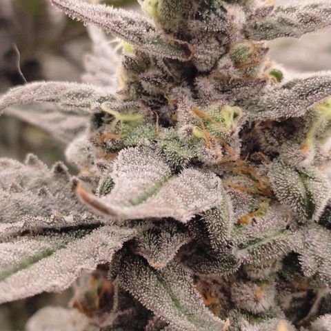 Trichome Orchards growlog photo: Ringz of Saturn 