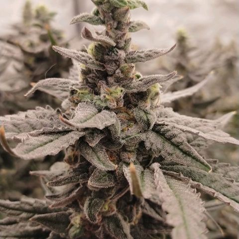 Trichome Orchards growlog photo: Ringz of Saturn 