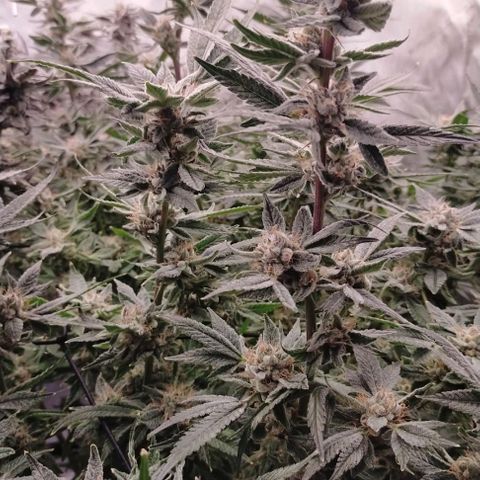 Trichome Orchards growlog photo: Pauly walnuts