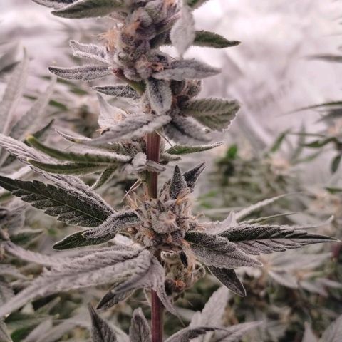 Trichome Orchards growlog photo: Pauly walnuts