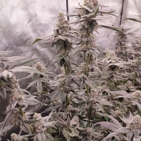 Trichome Orchards growlog photo: Rainbow Fritters #2