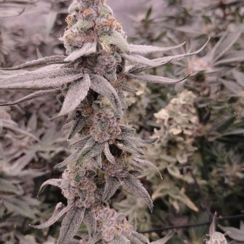 Trichome Orchards growlog photo: Rainbow Fritters #2