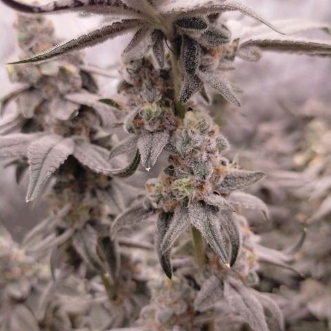 Trichome Orchards growlog photo: Rainbow Fritters #2