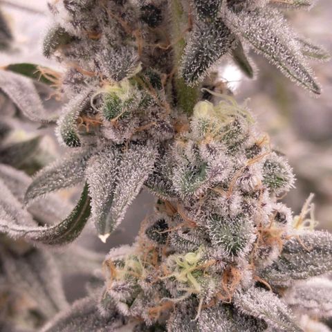 Trichome Orchards growlog photo: Rainbow Fritters #2