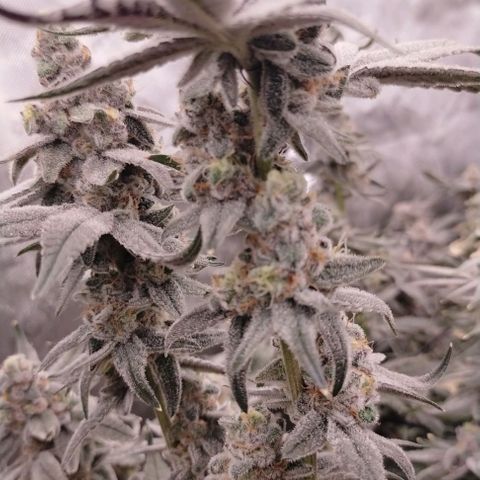 Trichome Orchards growlog photo: Rainbow Fritters #2