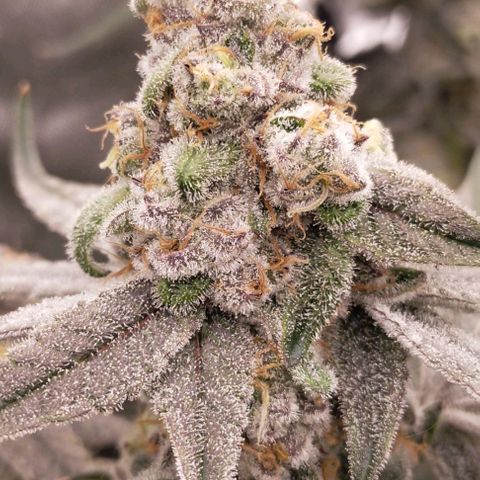 Trichome Orchards growlog photo: Rainbow Fritters #2