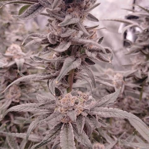 Trichome Orchards growlog photo: Rainbow Fritters #1