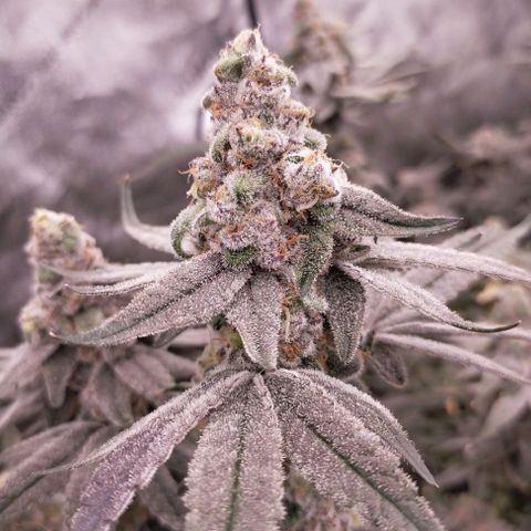 Trichome Orchards growlog photo: Rainbow Fritters #2