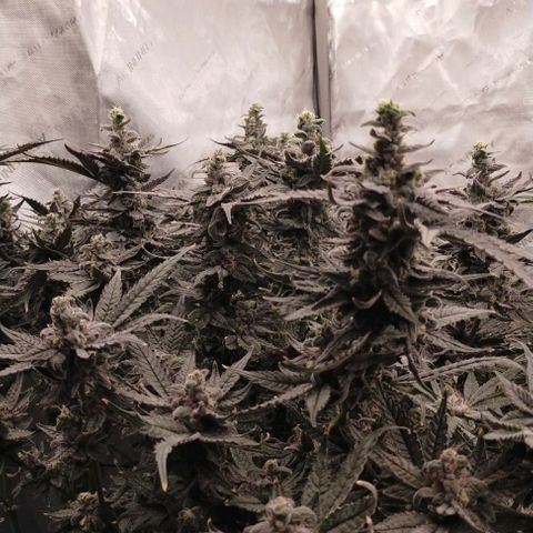 Trichome Orchards growlog photo: Ringz of Saturn 