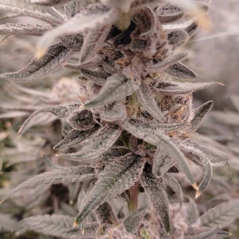 Trichome Orchards growlog photo: Rainbow Fritters #1