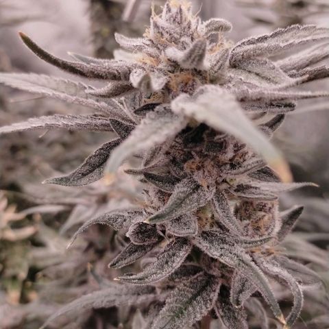 Trichome Orchards growlog photo: Rainbow Fritters #1