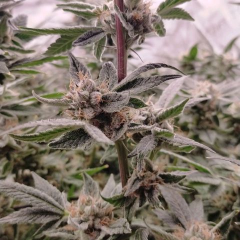 Trichome Orchards growlog photo: Pauly walnuts