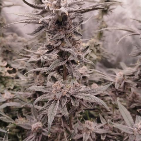 Trichome Orchards growlog photo: Rainbow Fritters #1
