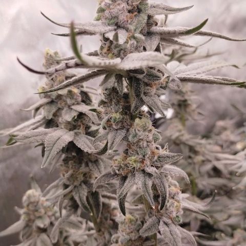 Trichome Orchards growlog photo: Rainbow Fritters #2