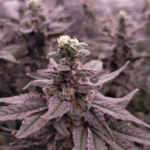 Trichome Orchards growlog photo: Ringz of Saturn 