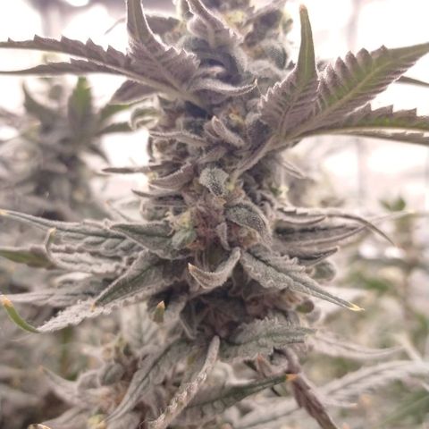 Trichome Orchards growlog photo: Ringz of Saturn 