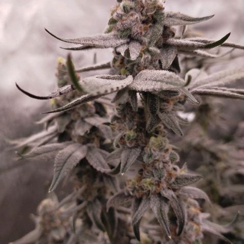 Trichome Orchards growlog photo: Rainbow Fritters #2