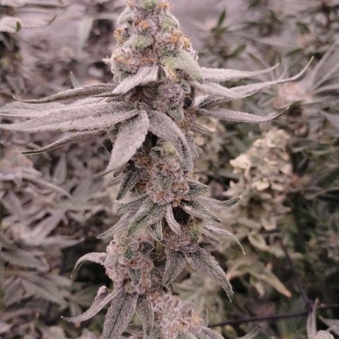 Trichome Orchards growlog photo: Rainbow Fritters #2