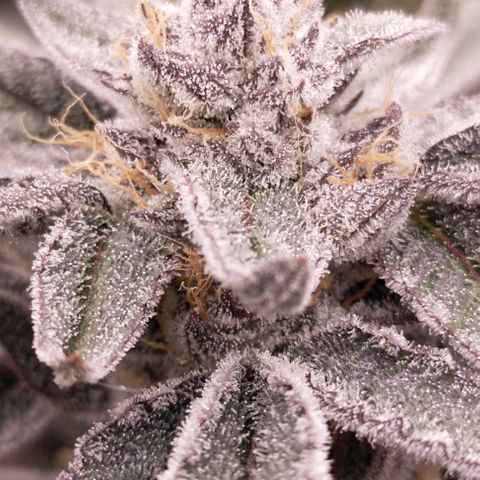 Trichome Orchards growlog photo: Rainbow Fritters #1