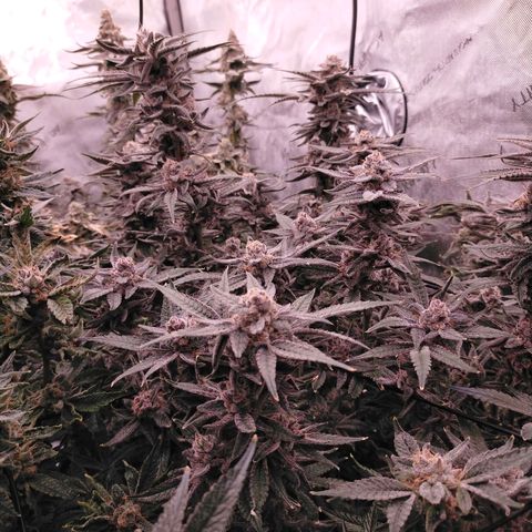 Trichome Orchards growlog photo: Rainbow Fritters #1. Day 57.