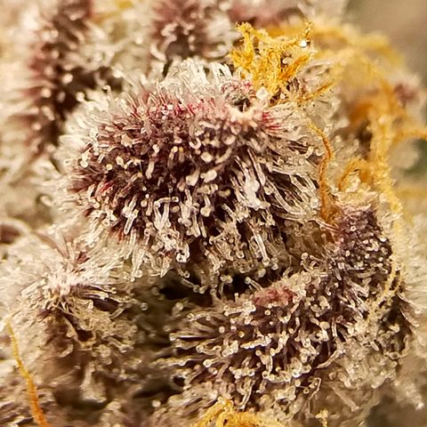 Trichome Orchards growlog photo: Rainbow Fritters #1. Day 57.