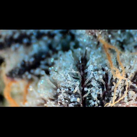 Trichome Orchards growlog photo: Rainbow Fritters #1. Day 57.