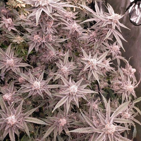 Trichome Orchards growlog photo: Rainbow Fritters #1. Day 57.