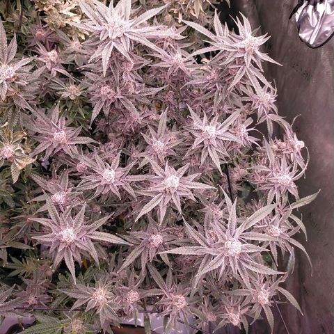Trichome Orchards growlog photo: Rainbow Fritters #1. Day 57.