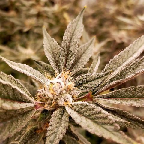 Trichome Orchards growlog photo: Pauly Walnuts. Day 57.