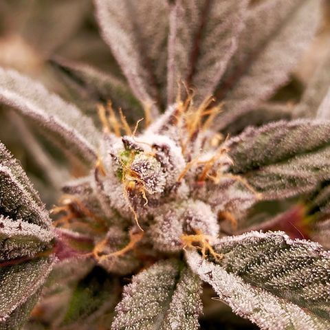Trichome Orchards growlog photo: Pauly Walnuts. Day 57.