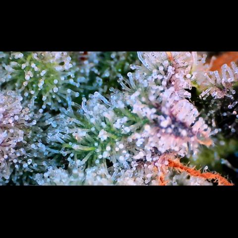 Trichome Orchards growlog photo: Pauly Walnuts. Day 57.