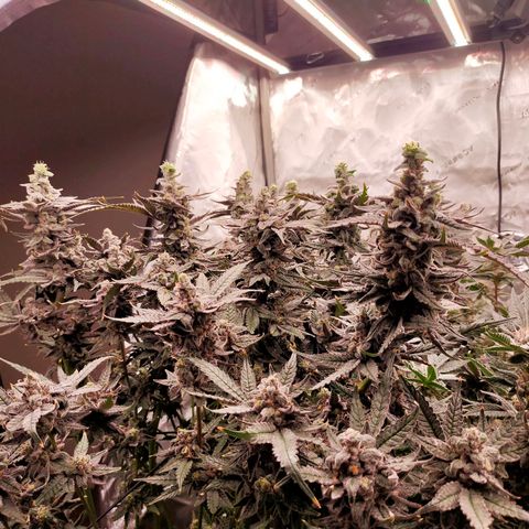 Trichome Orchards growlog photo: Ringz of Saturn. Day 57. 
