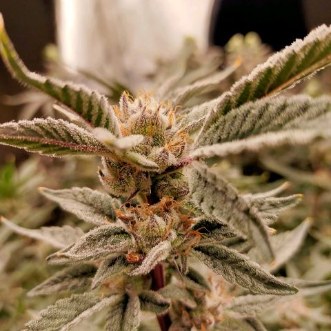 Trichome Orchards growlog photo: Pauly Walnuts. Day 57.