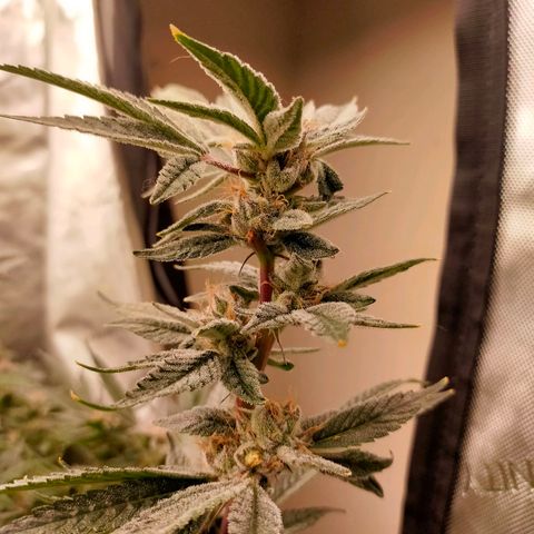 Trichome Orchards growlog photo: Pauly Walnuts. Day 57.