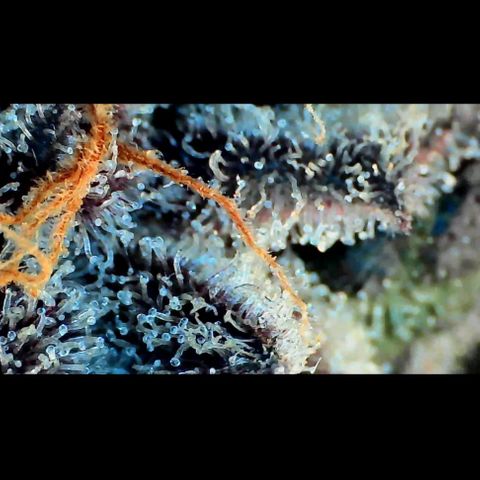 Trichome Orchards growlog photo: Rainbow Fritters #1. Day 57.