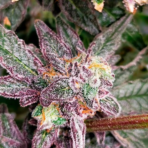 Trichome Orchards growlog photo: Ringz of Saturn. Day 57. 